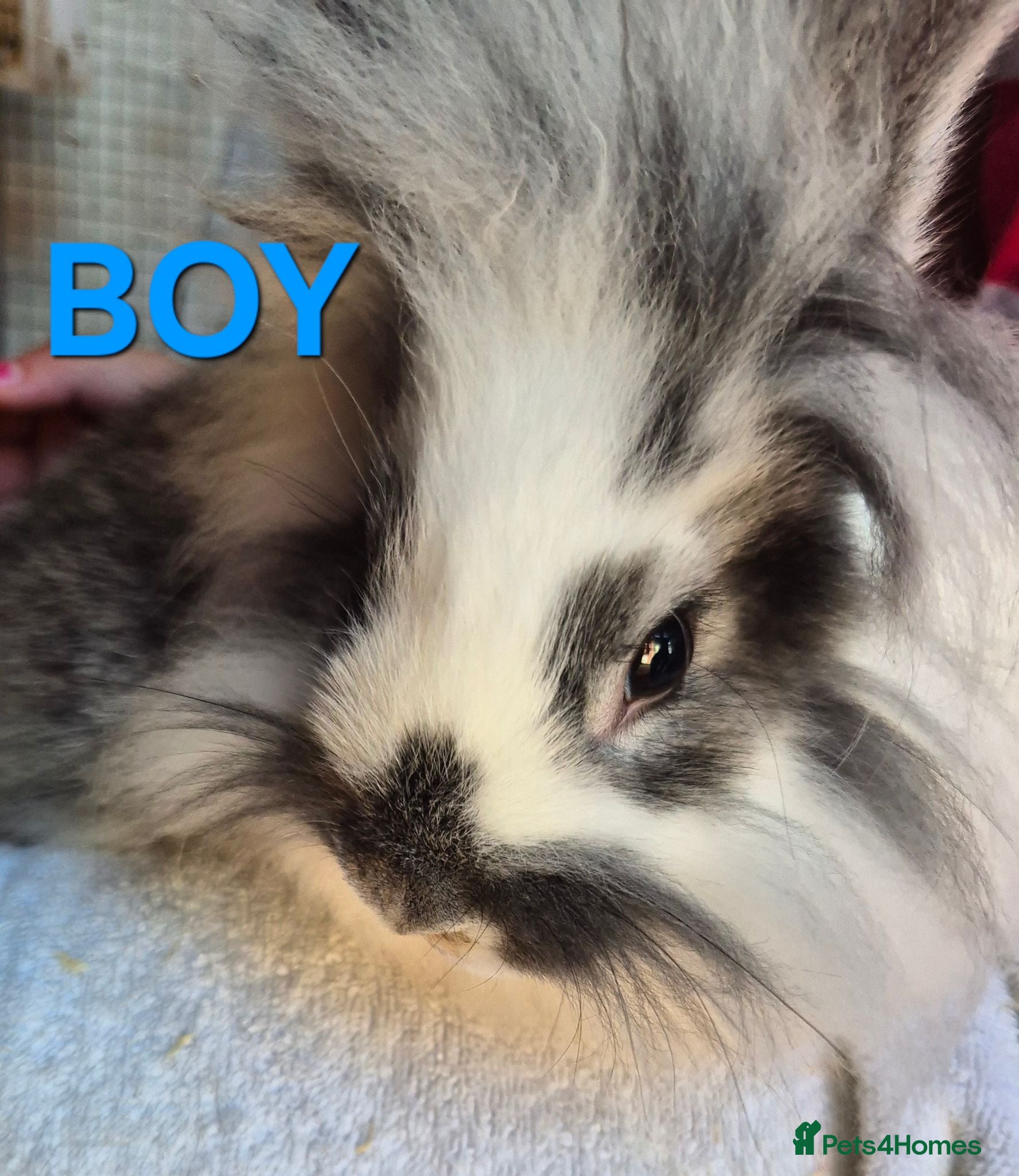 Mixed Breed rabbits Baby Bunny for Sale........Baby Bunny for Sale - Advert 16