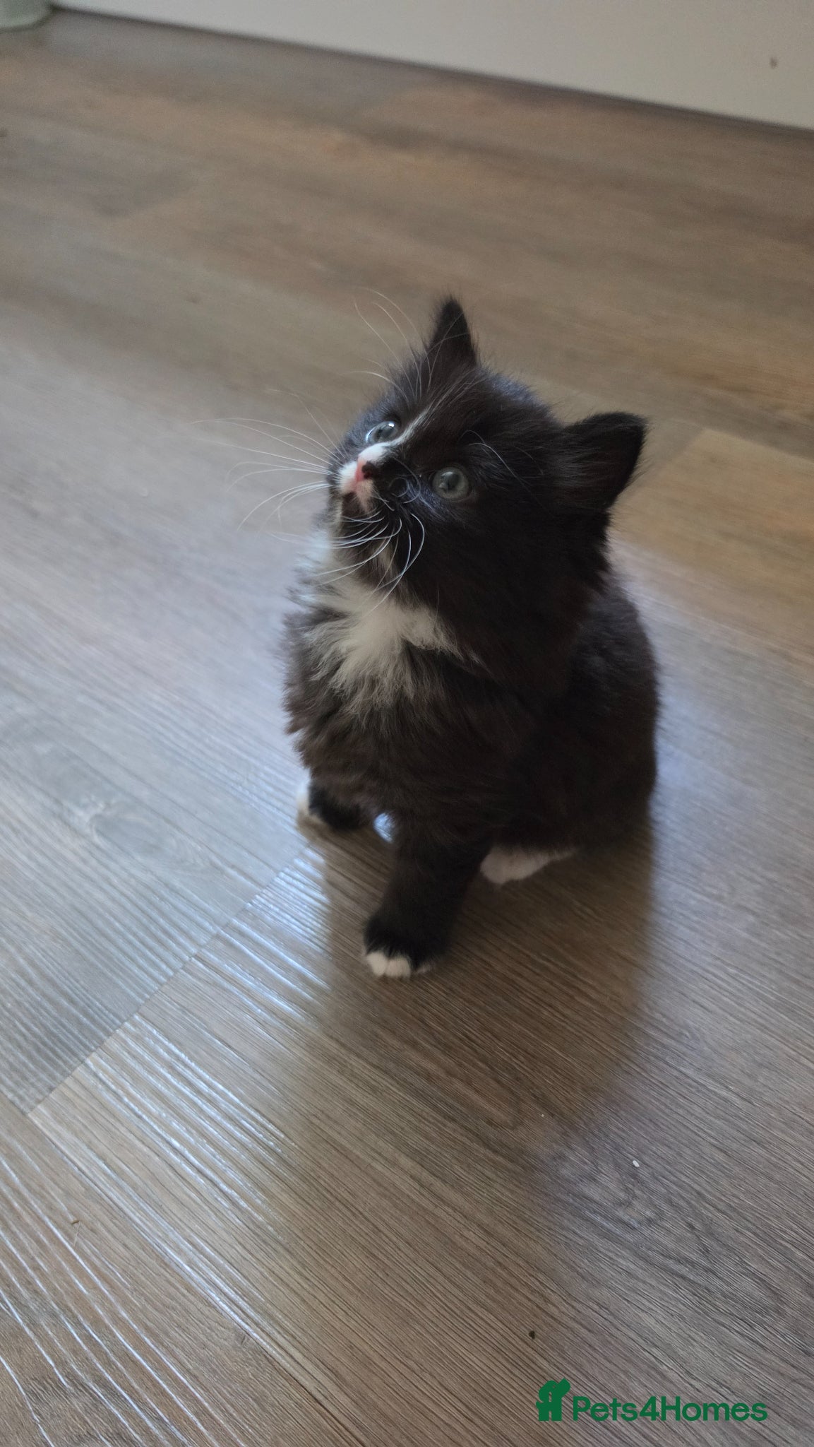 Mixed Breed cats I am looking for a new family.. - Advert 2
