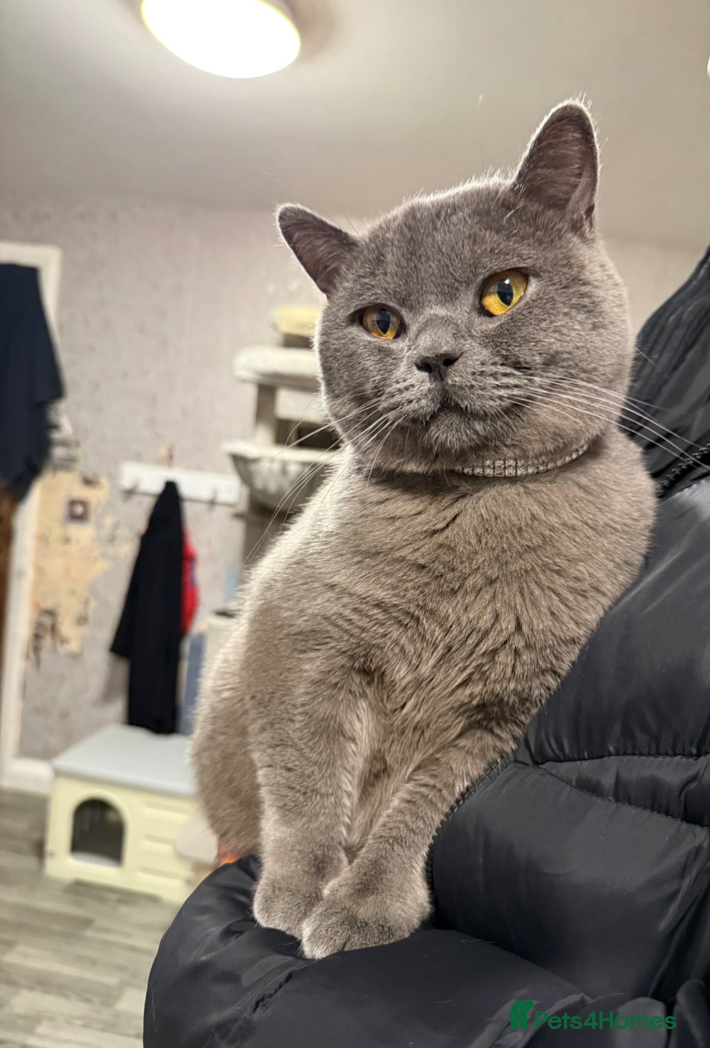 British Shorthair cats British Short Hair  - Advert 3