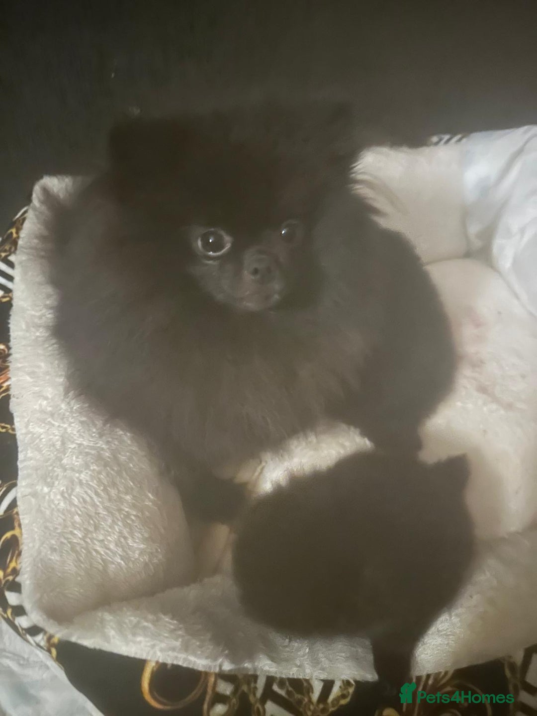 Pomeranian dogs for sale: Pomeranian puppies  - Advert 1