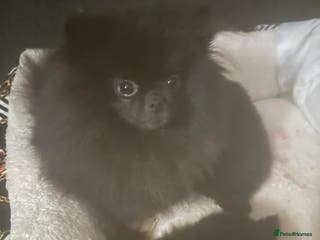 Pomeranian dogs Pomeranian puppies - Advert 1