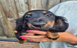 Miniature Dachshund dogs for sale: Long haired miniature dachshunds  - Image 11