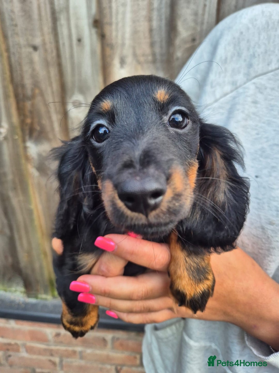 Miniature Dachshund dogs for sale: Long haired miniature dachshunds  - Image 11