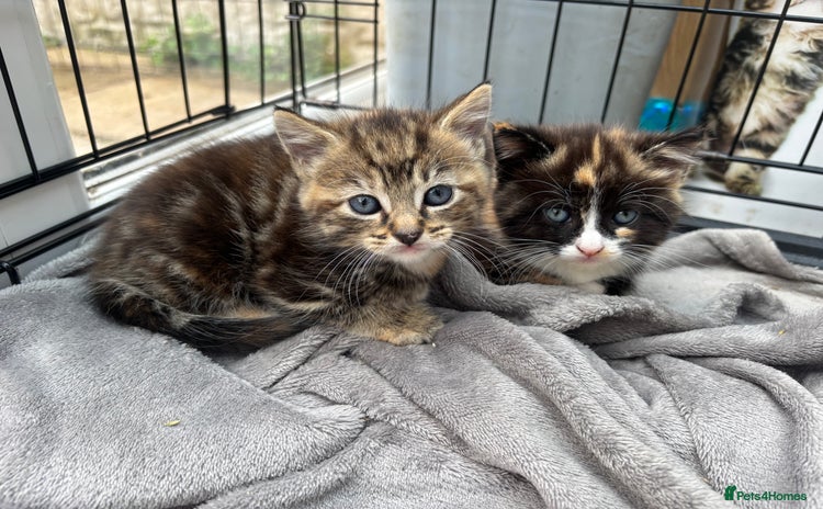 Mixed Breed cats - Advert 7