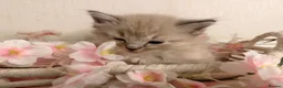 Ragdoll cats for sale: 10 Stunning Ragdoll Kittens available 🐾 in Henfield - Advert 3