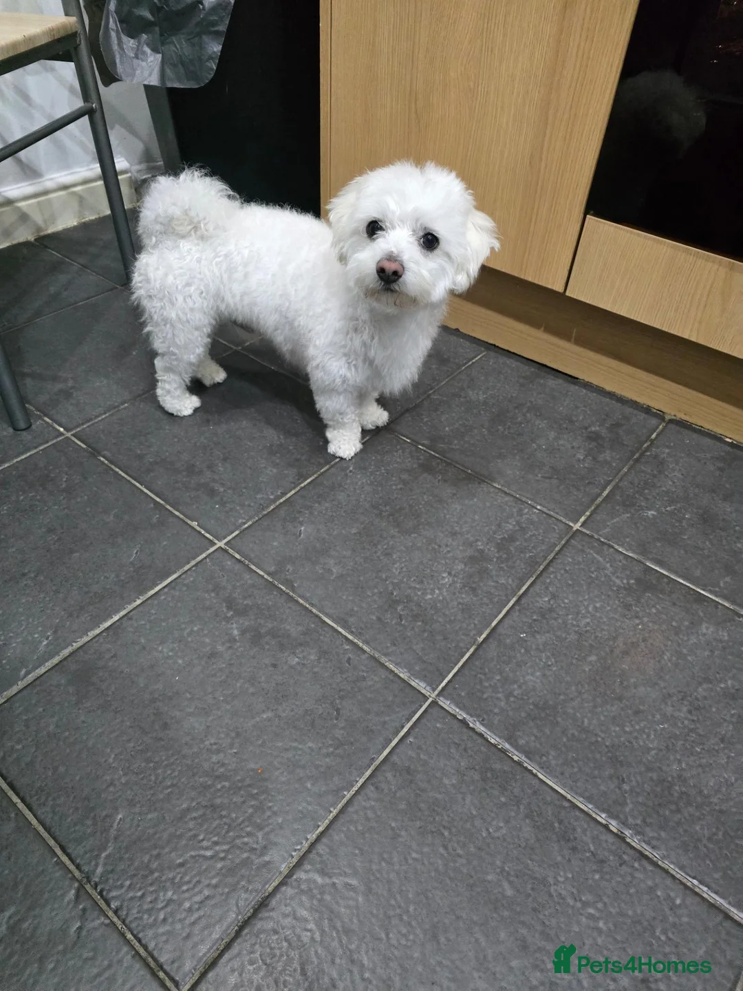 Mixed Breed dogs for sale: Scooby Doo - Advert 2