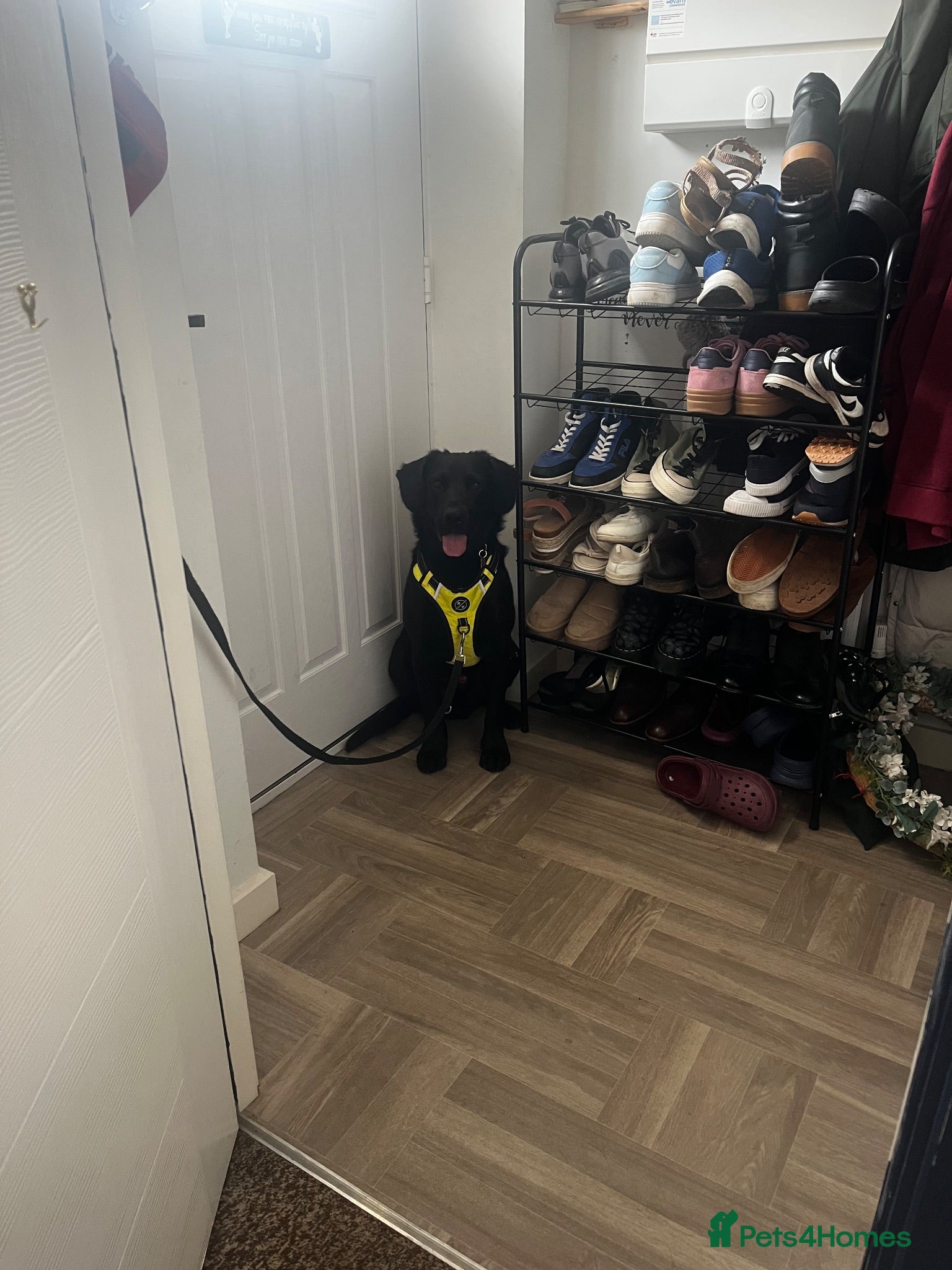 Mixed Breed dogs Cocker spanielxGerman shepherd for urgent rehoming - Advert 2