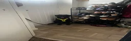 Mixed Breed dogs for sale: Cocker spanielxGerman shepherd for urgent rehoming - Advert 1
