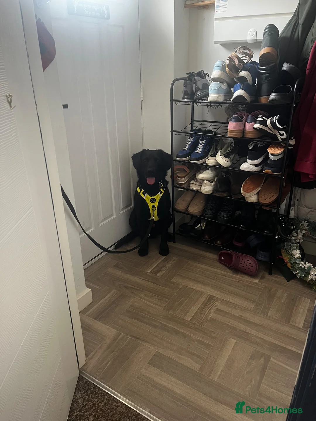 Mixed Breed dogs for sale: Cocker spanielxGerman shepherd for urgent rehoming - Advert 1