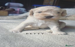 Mixed Breed dogs for sale: Gorgeous Double Doodle Puppies in Stourbridge - Image 15