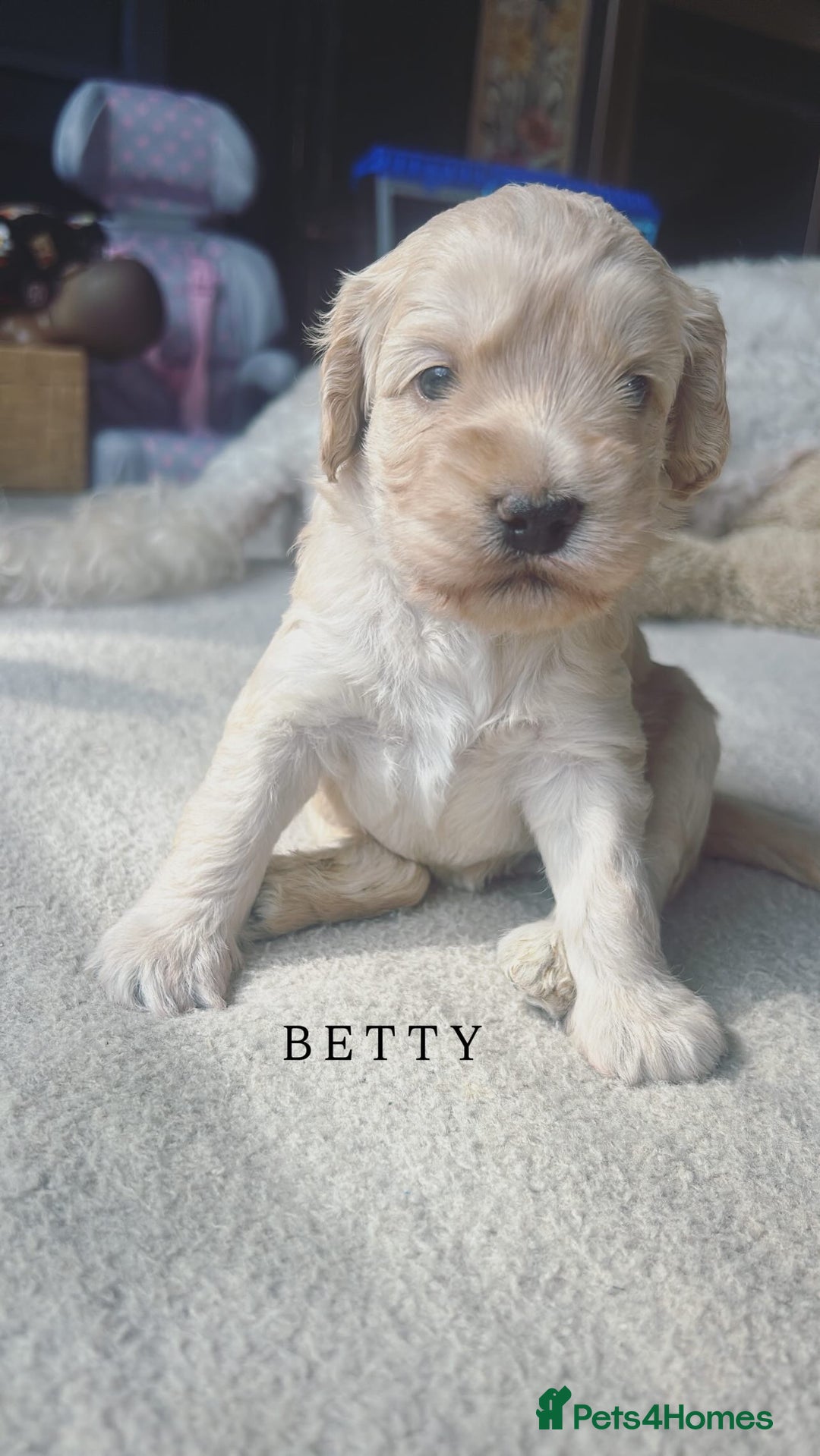 Mixed Breed dogs for sale: Gorgeous Double Doodle Puppies in Stourbridge - Image 15