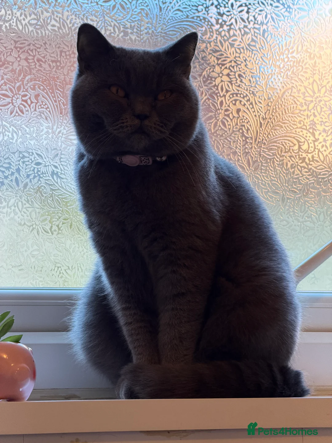 British Shorthair cats for sale: British short hair cat - Advert 2