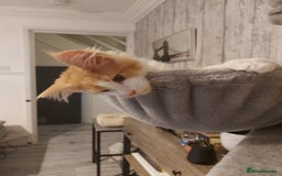 Maine Coon cats for sale: Beautiful XXL Maine-coon kittens 😸 ♥️  - Image 27
