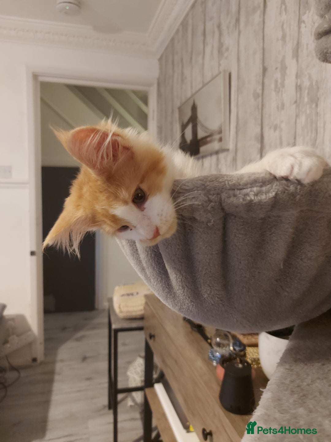 Maine Coon cats for sale: Beautiful XXL Maine-coon kittens 😸 ♥️  - Image 27