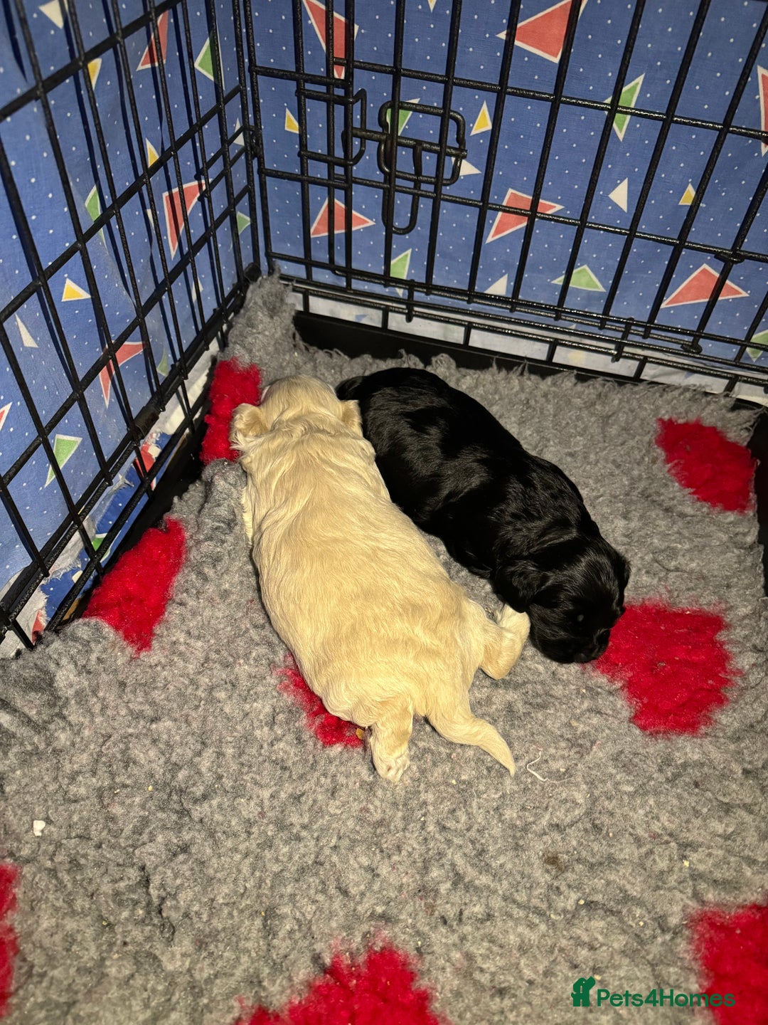 Cockapoo dogs for sale: Asian Toy Poodle X Cockapoo - Image 5