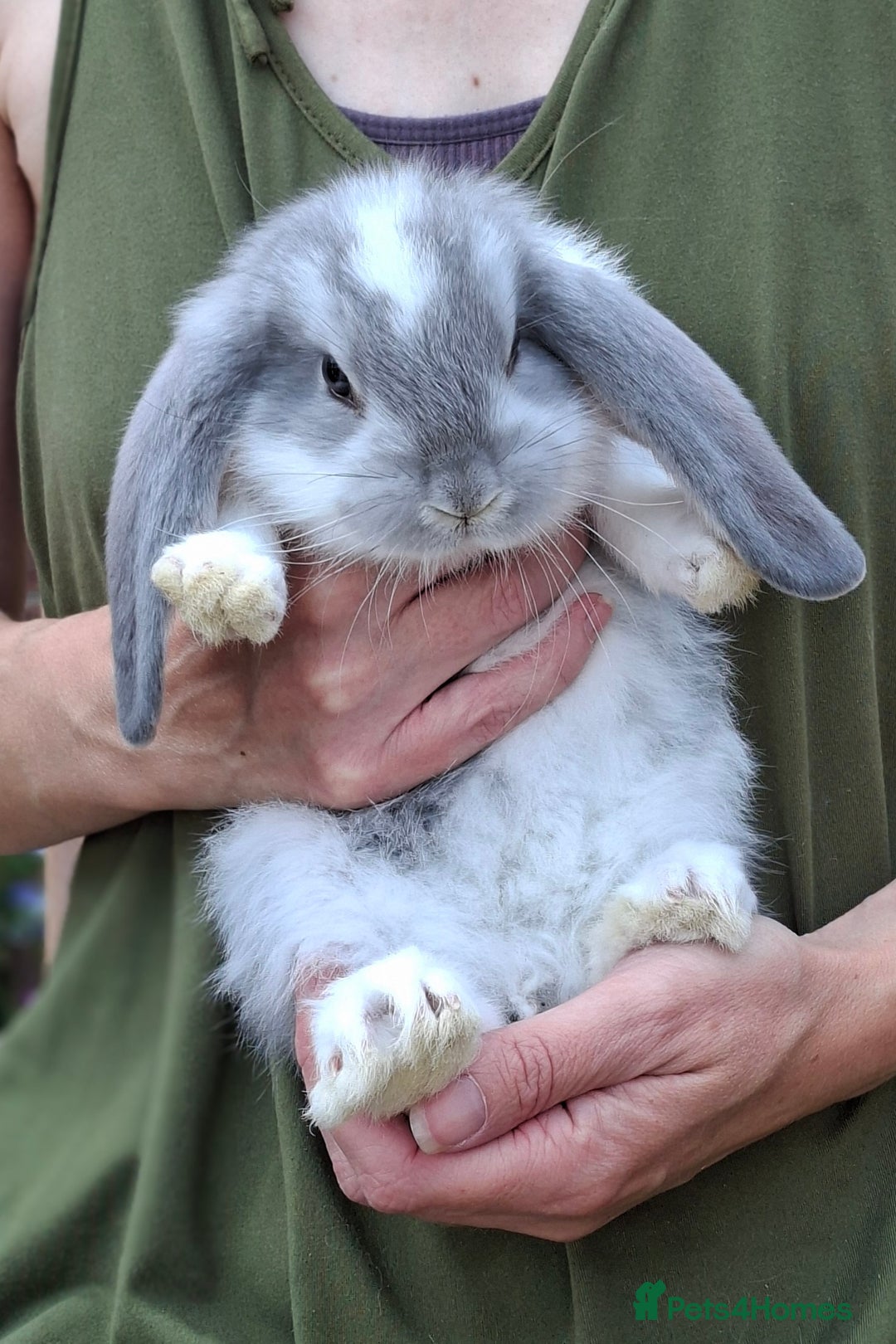 Eared Bunny Flemish Giant Holland Lop Mix Buy Big Lop Great