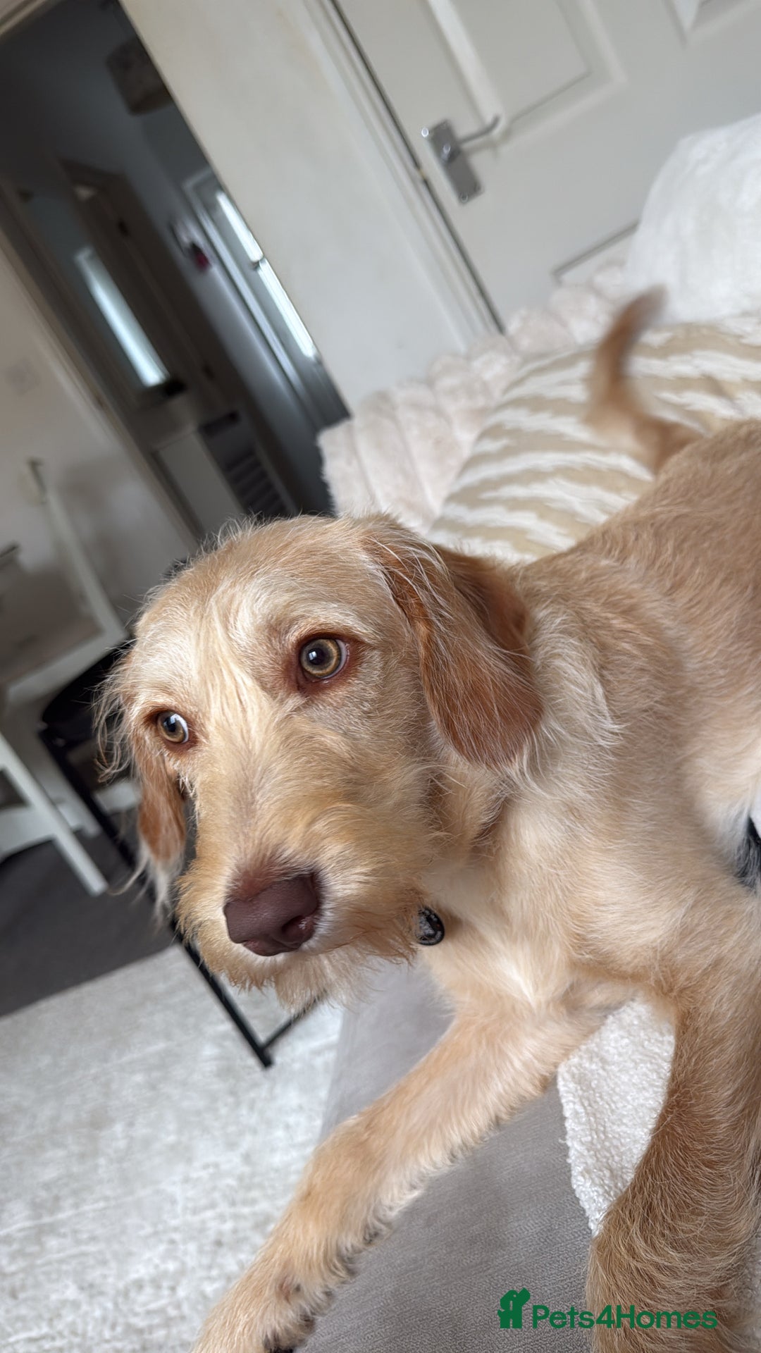 Labradoodle dogs for sale: 8 month old Miniature Labradoodle Bonnie  - Image 1