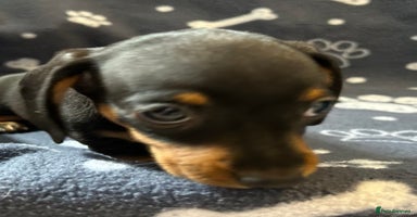 Miniature Dachshund dogs - Advert 5