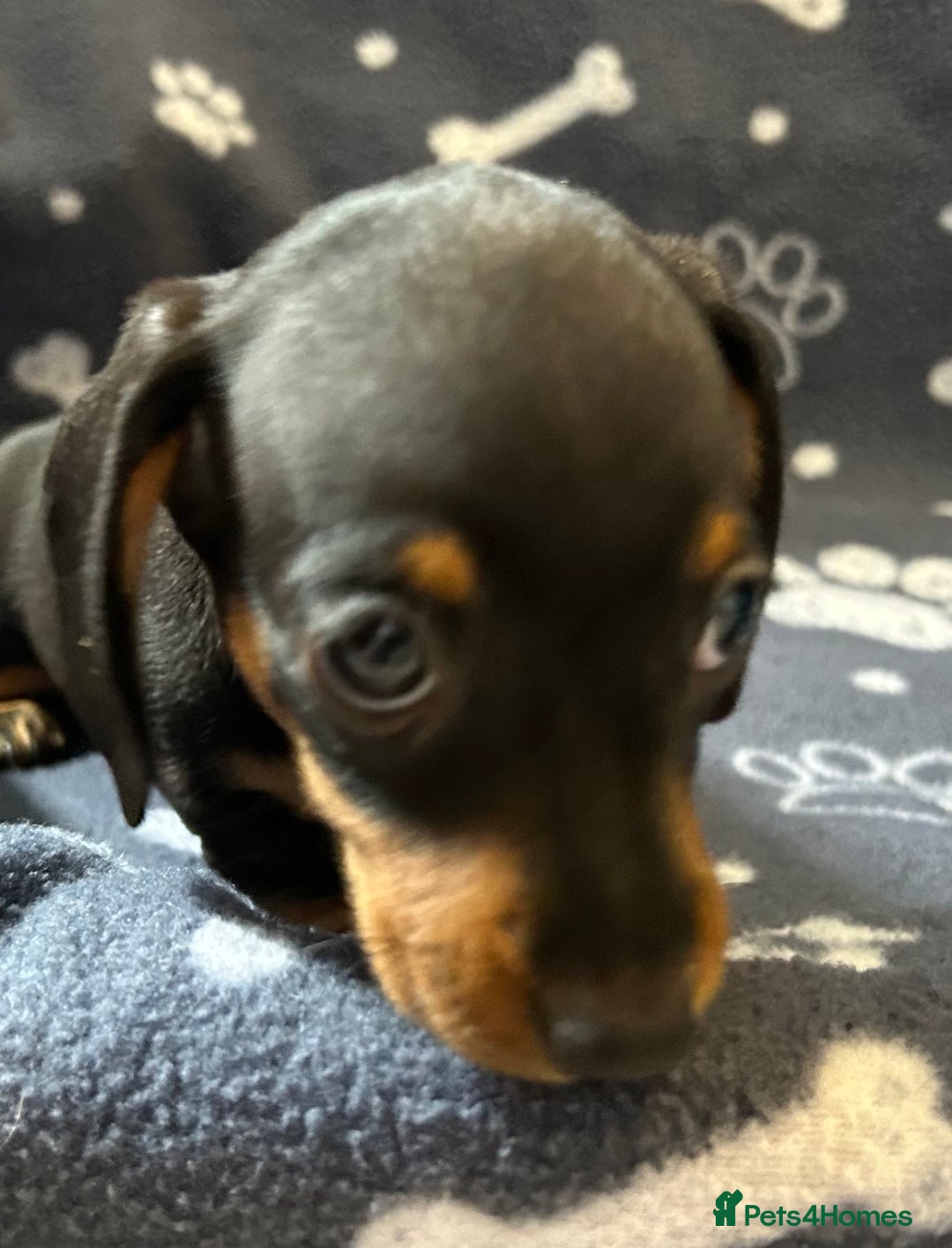 Miniature Dachshund dogs for sale: Stunning Miniature Dachshund Pups - Image 2