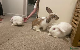 French Lop rabbits for sale: 4 x mixed breed lop bunnies 2 x albino REW 2 x not - Image 9