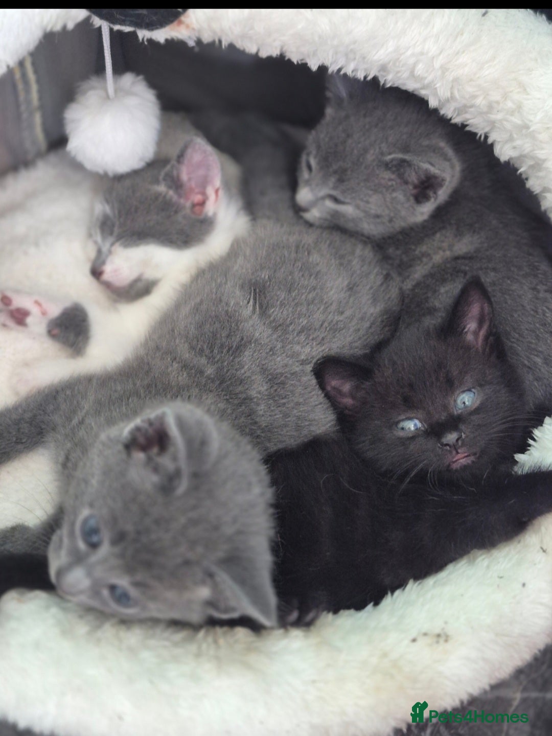 Mixed Breed cats for sale: 4 beautiful fluffy kittens for sale - Image 1