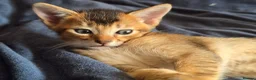 Mixed Breed cats for sale: Unique Abyssinian*Savannah Mix- Not to Miss - Advert 3