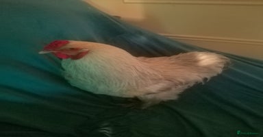 Chickens poultry - Advert 12