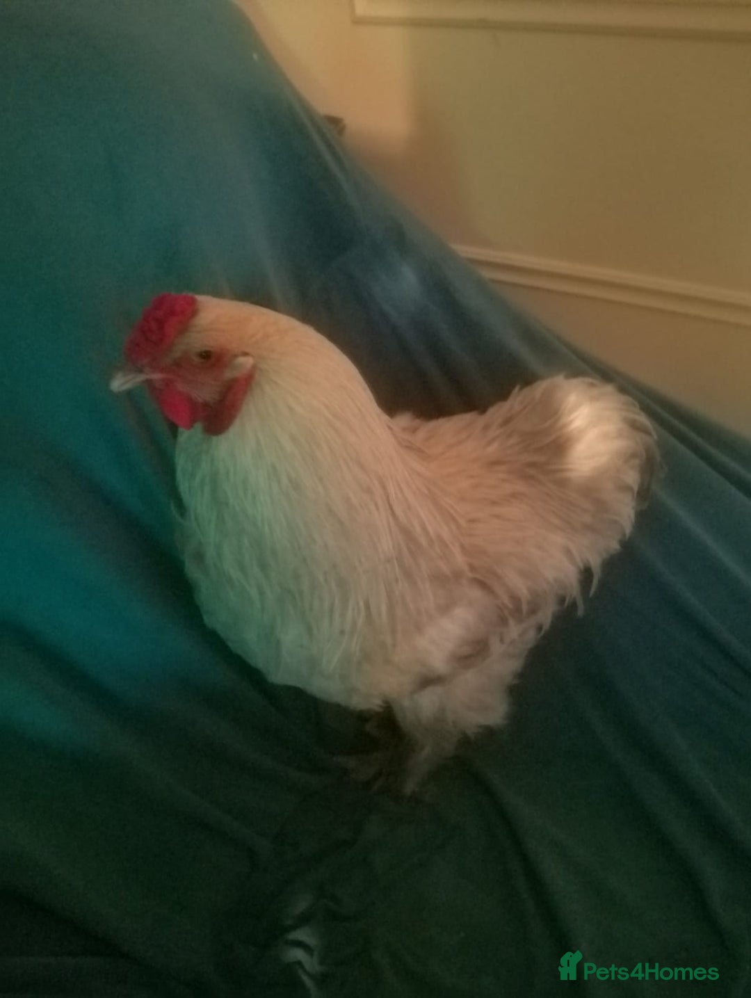 Chickens poultry for sale: Rooster  - Image 3