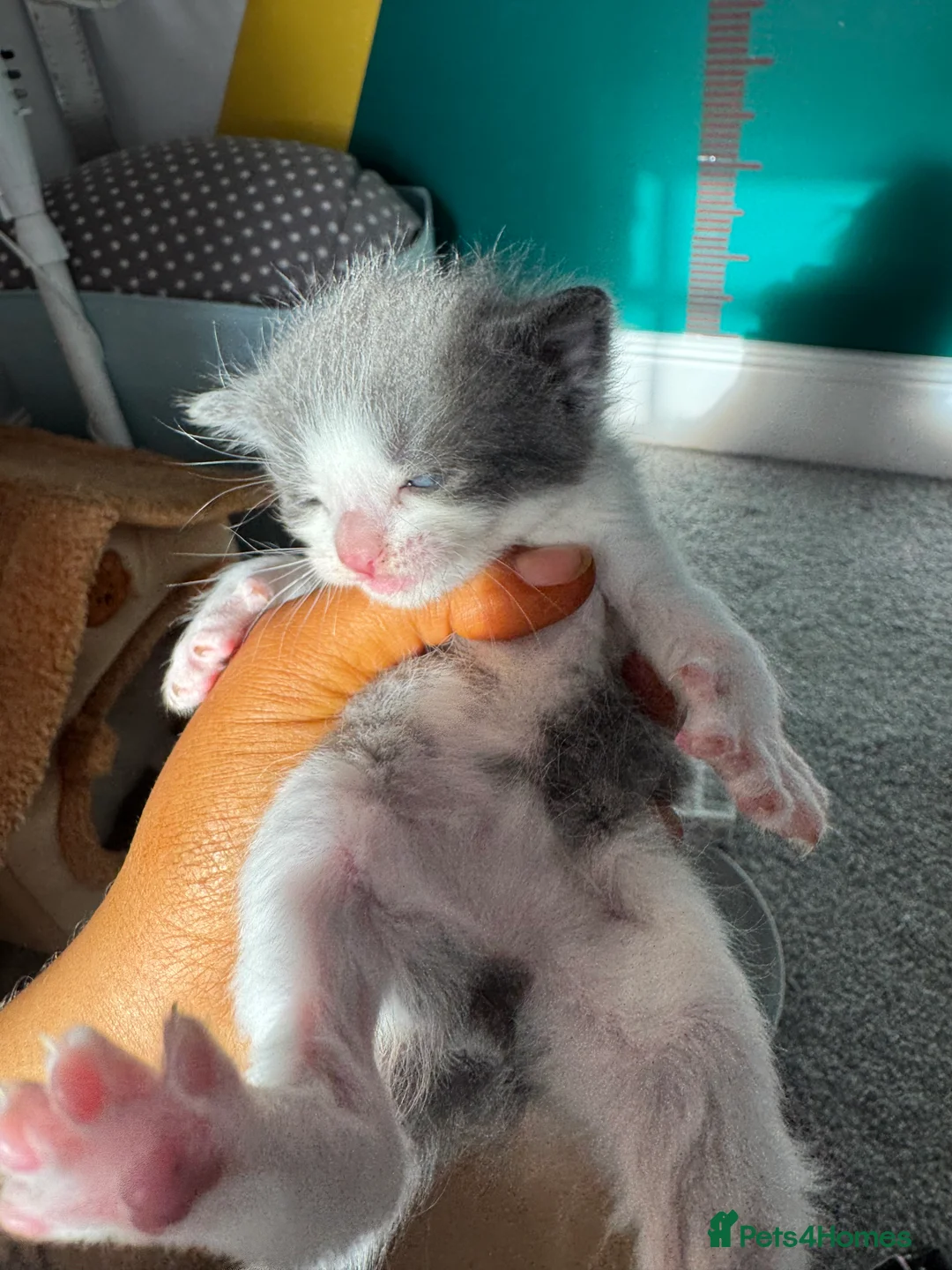 Mixed Breed cats for sale: Kittens - Advert 2