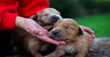 Golden Retriever dogs - Advert 11