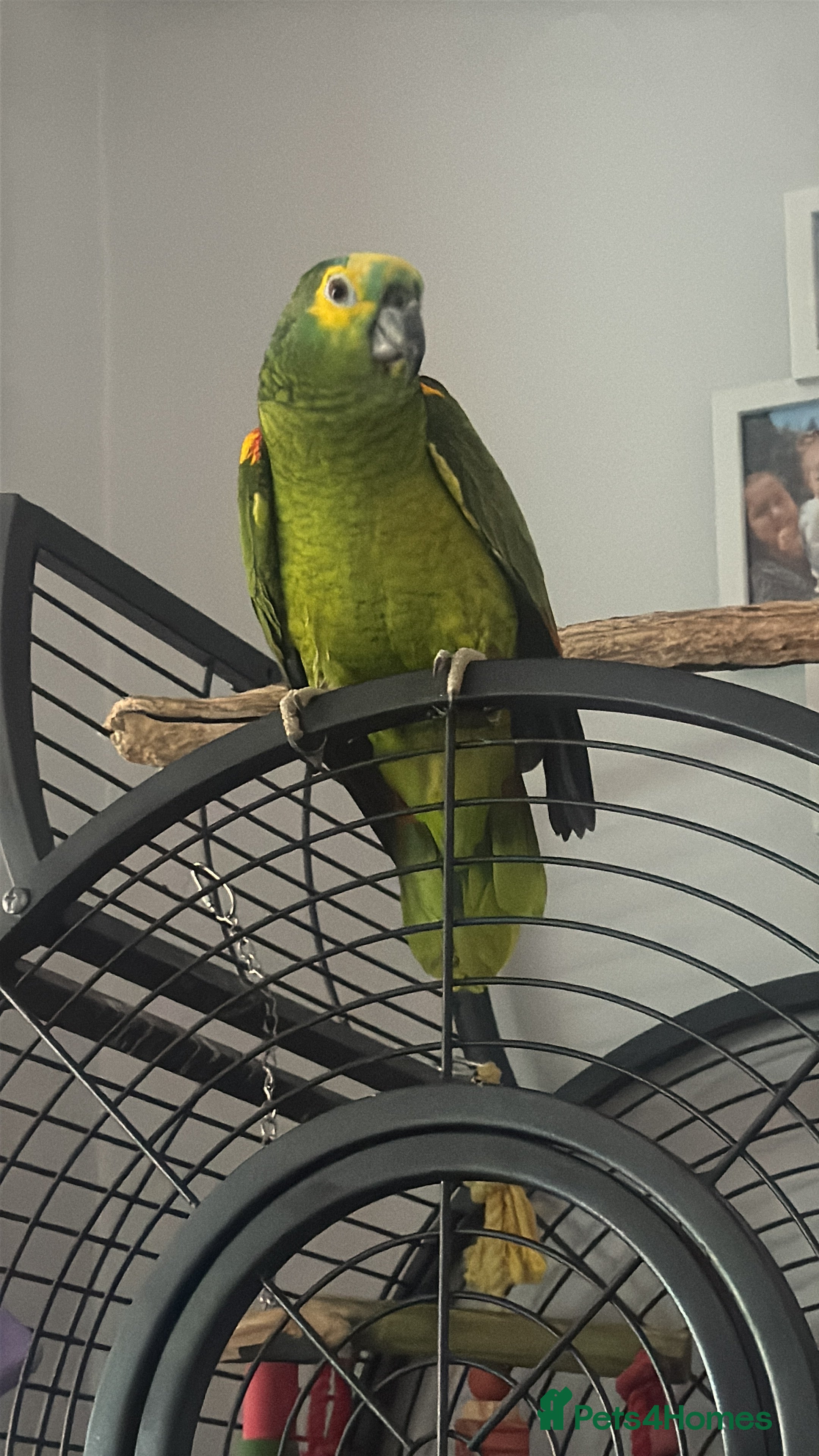 Parrots birds Yellow winged amazon parrot - Advert 2