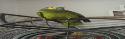 Parrots birds for sale: Yellow winged amazon parrot - Advert 1