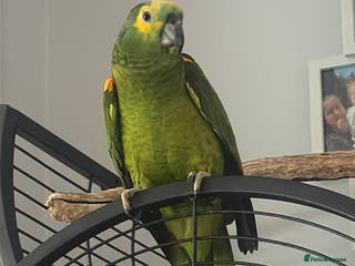 Parrots birds Yellow winged amazon parrot - Advert 2