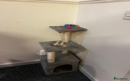 Mixed Breed cats for sale: Beautiful mixed Boy - Advert 4