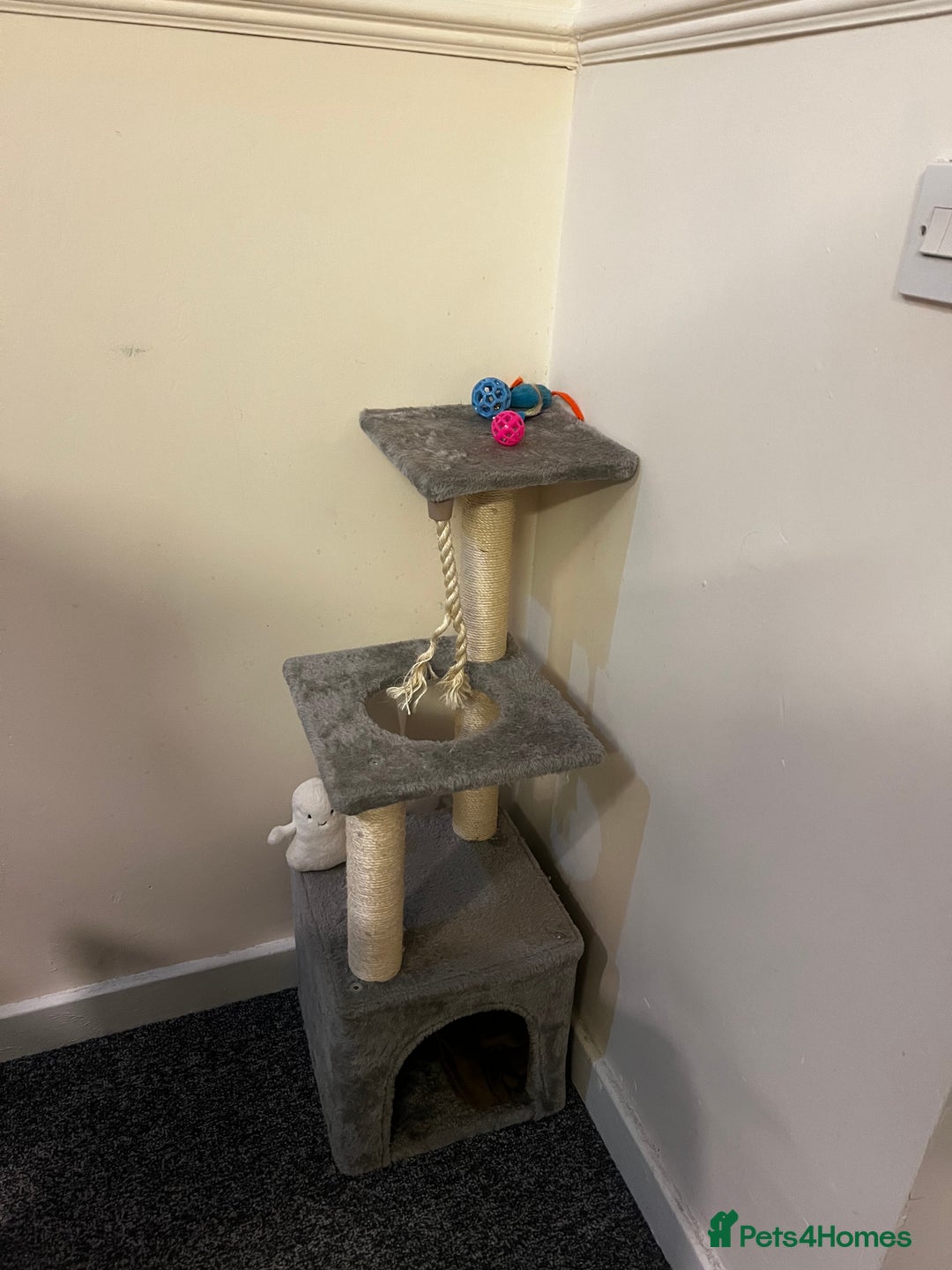 Mixed Breed cats for sale: Beautiful mixed Boy - Advert 4