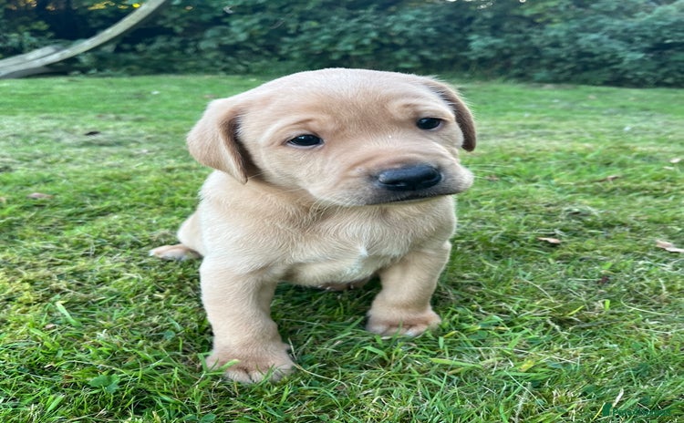 Labrador Retriever dogs - Advert 2