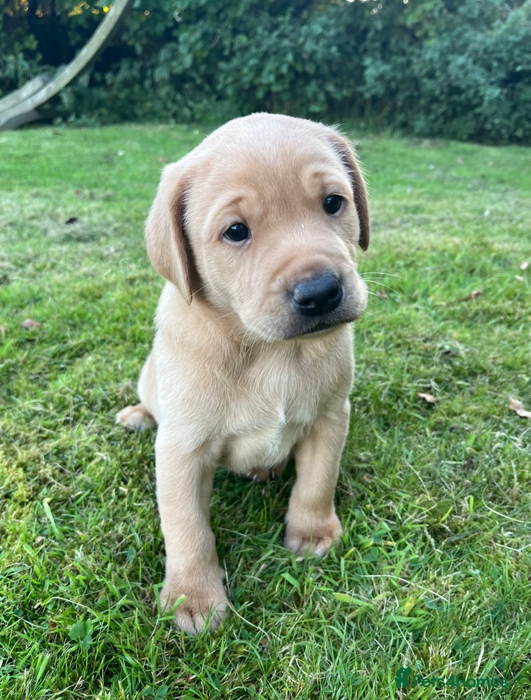 Labrador Retriever dogs for sale: Labrador Retriever Puppies, one male available.  - Image 1