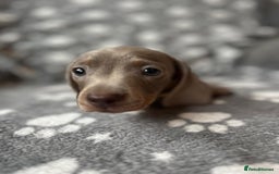 Miniature Dachshund dogs for sale: Miniature Dachshund Puppies  - Image 3