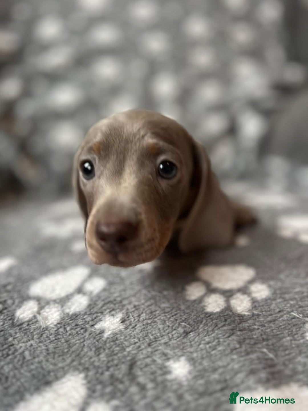 Miniature Dachshund dogs for sale: Miniature Dachshund Puppies  - Image 3
