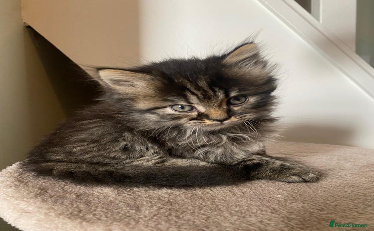 Persian cats - Advert 2