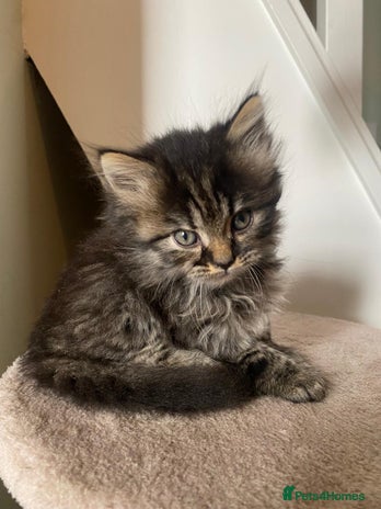 Persian cats - Advert 2