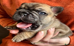 French Bulldog dogs for sale: 9 Beautiful French Bulldog Puppies for Sale - Image 17