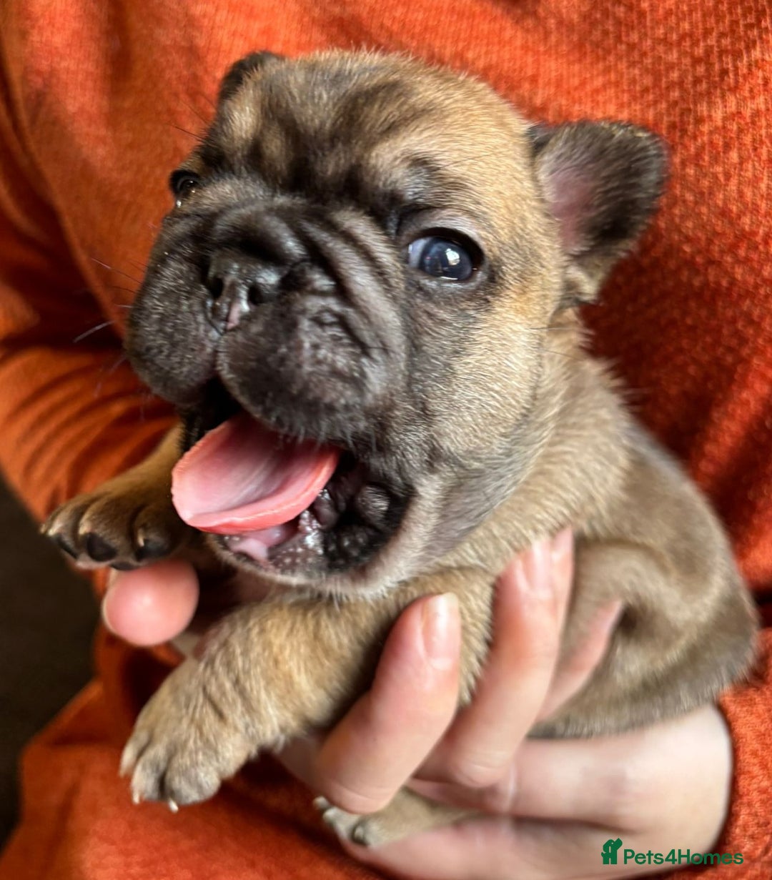 French Bulldog dogs for sale: 9 Beautiful French Bulldog Puppies for Sale - Image 17