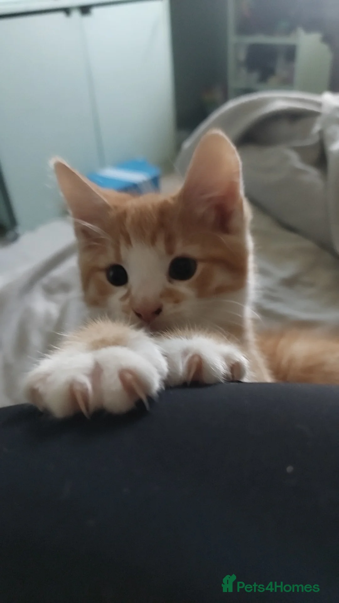 Mixed Breed cats for sale: 3 Ginger Males  - Advert 2