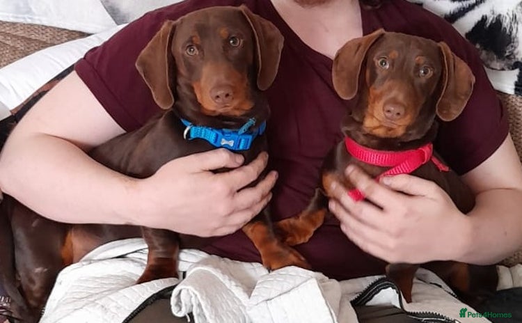 Dachshund dogs - Advert 1