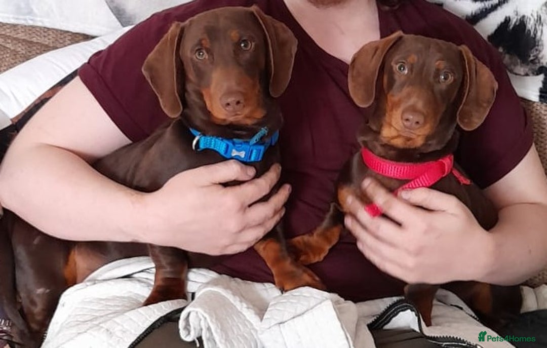 Dachshund dogs for sale: Two Dachshunds Brothers for sale - Image 1
