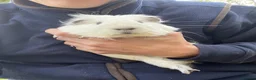Guinea Pig rodents for sale: Two bonded male guinea pigs - Sven and Olaf - Advert 4