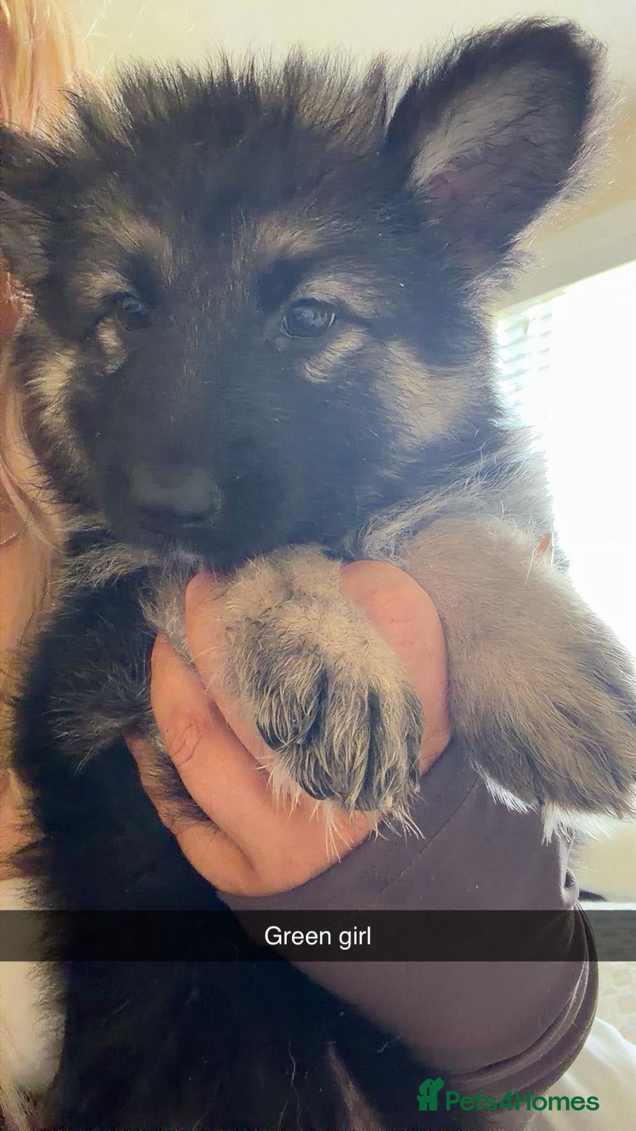 German Shepherd dogs German shepherd puppies  - Advert 13