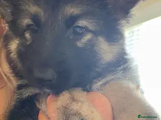 German Shepherd dogs German shepherd puppies - Advert 13