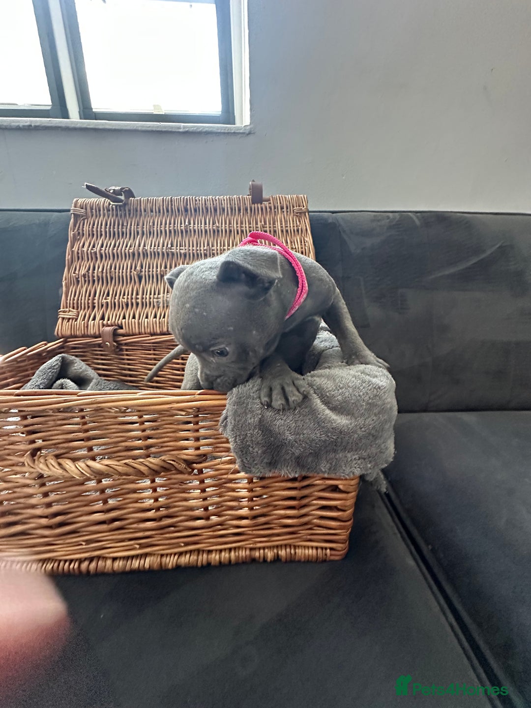 Staffordshire Bull Terrier dogs for sale: Blue and Black Staffordshire Bull Terriers - Image 25